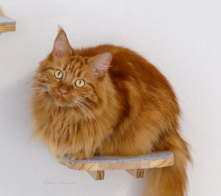 Katzenmöbel 101: Wie du deine Katze bei Laune hälst und unterhalten kannst