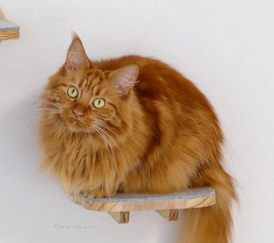 Katzenmöbel 101: Wie du deine Katze bei Laune hälst und unterhalten kannst