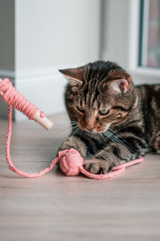 Interaktive Katzenangel Lucky für stundenlangen Spielspaß und Förderung der Jagdfähigkeiten von Katzen