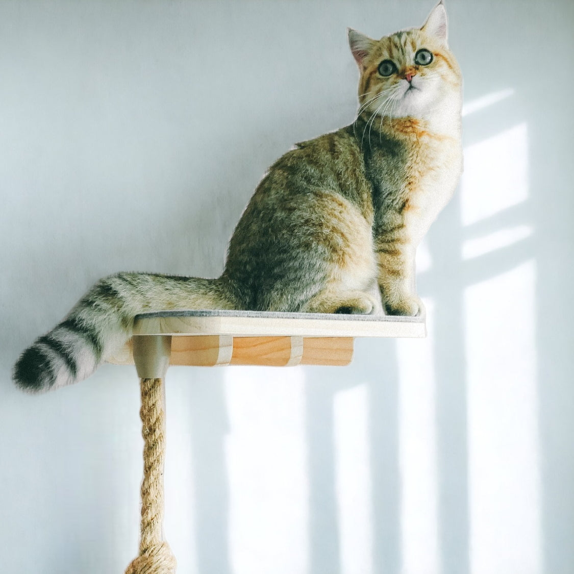 Modulares Katzenkletterwand-Set Luna von Petriumph – Flexibel erweiterbarer Wandpark für Katzen