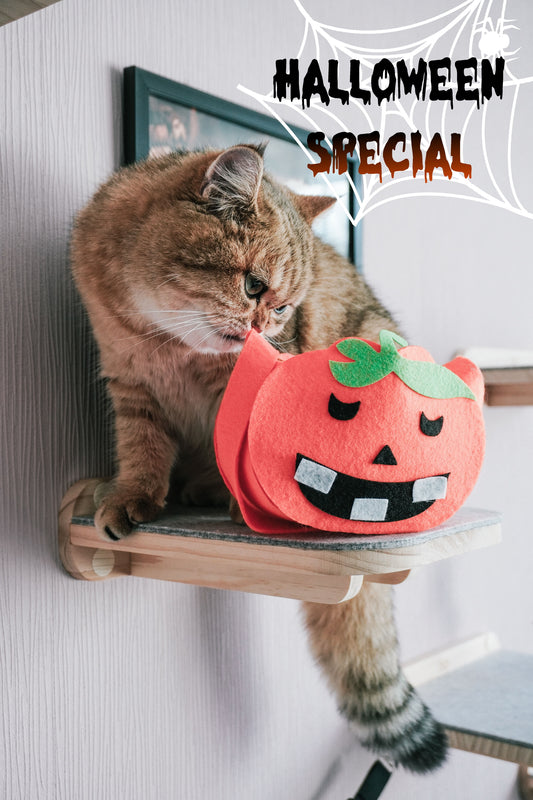 Halloween Special Instagram-Verlosung: Gewinne unsere Katzenkletterwand und Katzentreppen!